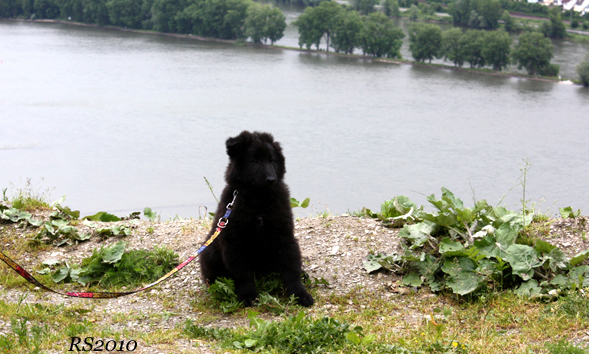 Karisma vom Lambertshugel 30.5.2010-8w1day.Kelmi.Rhein.jpg (157248 bytes)