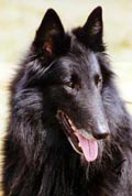 MystiquedesPerlesNoires0.JPG (10777 bytes)