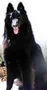 AavikdoBosquedUcclesit.JPG (11618 bytes)