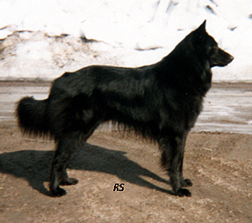 Acclaim 03.04.1982 - 3v6kk.Late.jpg (103502 bytes)