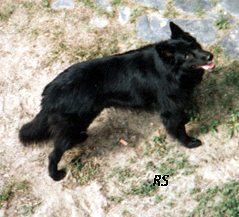 Acclaim 10.05.1986- 7 v 7 k. Late.jpg (105738 bytes)