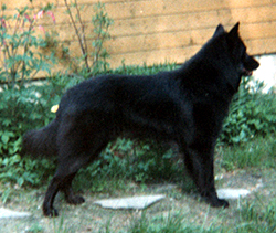 Acclaim 19.05.1983 - 4v7kk.Late.jpg (87232 bytes)