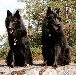 Acclaim 29.06.1990 - 11v8kk.Late.RonyBoy vt Belgisch Schoon.jpg (156950 bytes)