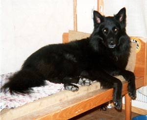 Acclaim.Syksy1981 - 3v11kk.Late.jpg (90391 bytes)
