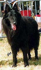 AssoCommeUnReveNoir1999.JPG (14963 bytes)