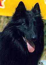 BoetschBruineBuck.JPG (9078 bytes)