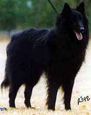 BoetschBruineBuck1.JPG (9605 bytes)