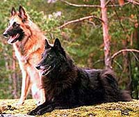 CandyOrleans2.JPG (24697 bytes)