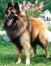 CousinsEmirsSon1.jpg (66727 bytes)