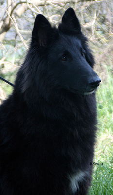Erika di Torre D'Arese 13.03.2014 - Erika.RS16.Italy.jpg (113087 bytes)