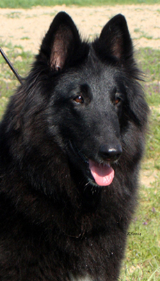 Erika di Torre D'Arese 13.03.2014 - Erika.RS40.Italy.jpg (99046 bytes)