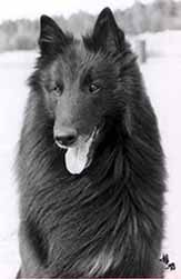 EternitysJasper1.JPG (19523 bytes)