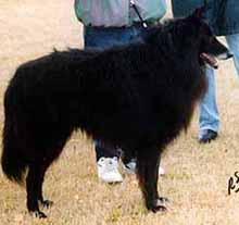 FandyBlackCond..JPG (14102 bytes)