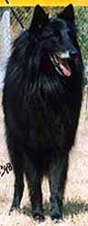 FandyBlackCond2.JPG (8532 bytes)