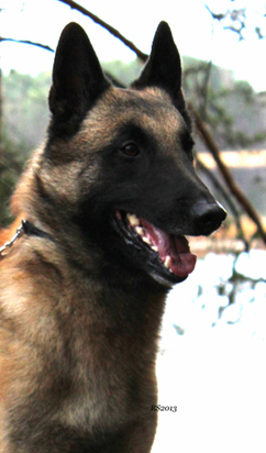 Giramin Dugan 3.11.2013 - 4v7kk. Uga.RS53.1.jpg (98884 bytes)