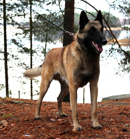 Giramin Dugan 3.11.2013 - 4v7kk. Uga.RS58.1.jpg (315829 bytes)
