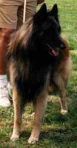 GlamSartdesBois1.JPG (10983 bytes)