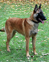 Hades Hameau St Blaise Oct.2008 - 8,5 kk.Hades.jpg (87022 bytes)