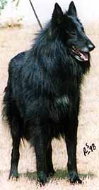 IFduCrepusc.JPG (11436 bytes)