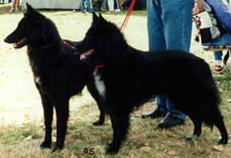 JavotteJadePerlesNoires1.JPG (26885 bytes)
