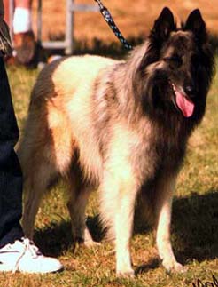 JungerCondivicnum1999.1.JPG (45314 bytes)