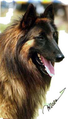 LaouenCondivicnum.JPG (33584 bytes)