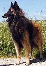 LynxDeLaClairiereAuxLouves1997.1.JPG (16641 bytes)
