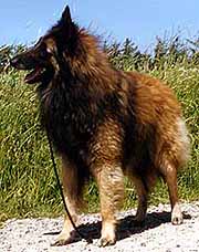 LynxDeLaClairiereAuxLouves1997.JPG (21038 bytes)