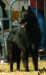 MagicPrairieSommerau.JPG (12589 bytes)