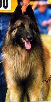 MasterBlasterCondivicnum.JPG (55007 bytes)