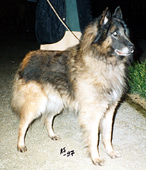 MilloVanDeHogeLaer1997.1..JPG (77564 bytes)