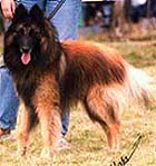 MiltonClairiereAuxLouves1999.2.JPG (25890 bytes)