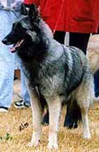 MircashParcJonageois1.JPG (17145 bytes)
