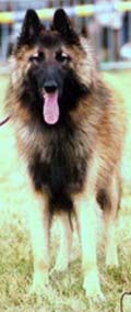 NylsCrepusculeLoups1.JPG (27217 bytes)