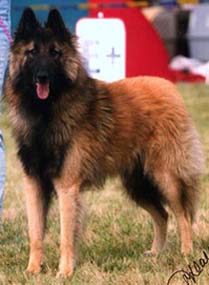 NylsCrepusculeLoups2.JPG (33698 bytes)
