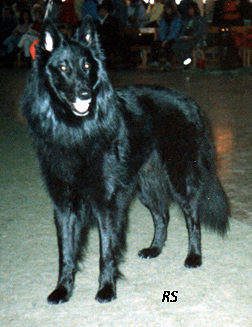 Of Nocturno Dino 08.03.1987 - Hki.Messari.jpg (125246 bytes)