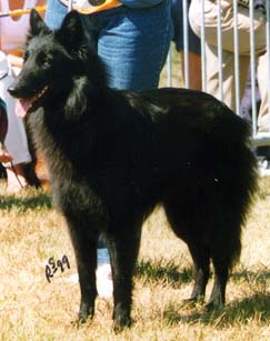 OraneduBoisdeGeylis1999.JPG (22262 bytes)