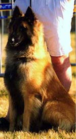 OwestonCrepusculeLoups.JPG (43121 bytes)