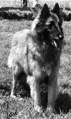 QueenSegadal1.JPG (34836 bytes)