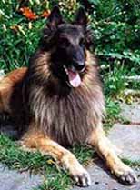RantavahdinBestman.JPG (36646 bytes)