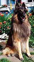 RantavahdinBestman1.JPG (33620 bytes)
