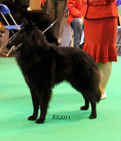 Revloch X Factor - 2y4mths. OpenBitch 1st. CAC. BOS. RS.3.jpg (78337 bytes)