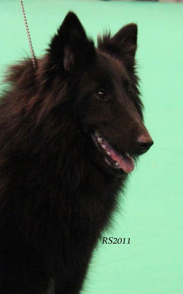 Revloch X Factor - 2y4mths. OpenBitch 1st. CAC. BOS. RS.5.jpg (65445 bytes)