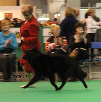 Revloch X Factor - 2y4mths. OpenBitch 1st. CAC. BOS. RS.6.jpg (67761 bytes)