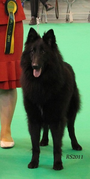 Revloch X Factor - 2y4mths. OpenBitch 1st. CAC. BOS. RS.7.jpg (46353 bytes)