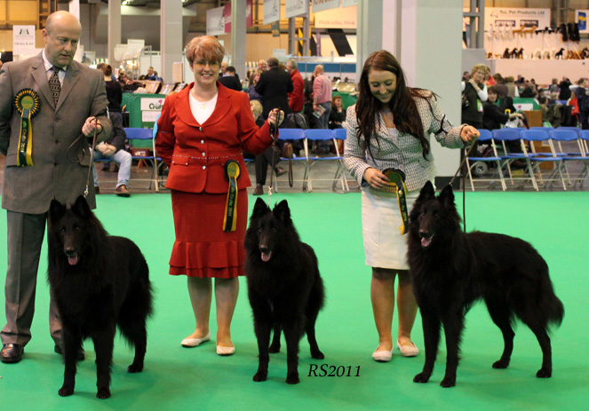 Revloch Zidane BOB. Revloch X Factor BOS. Revloch Breizh Du Phoenix BOB Puppy 11.03.2011 Gruft.RS.2.jpg (150276 bytes)