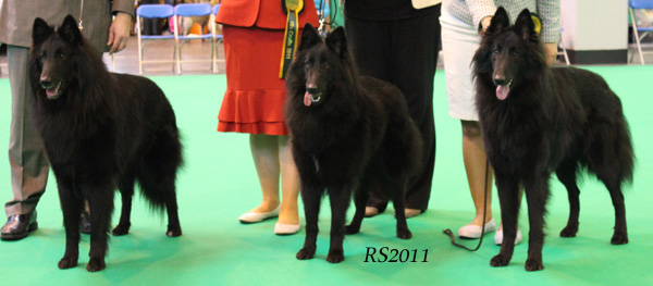 Revloch Zidane BOB. Revloch X Factor BOS. Revloch Breizh Du Phoenix BOB-puppy.RS.2.jpg (69725 bytes)