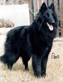 ScudoDiTorreDArese-Ebo.jpg (67528 bytes)