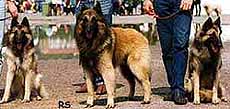 SherpaPuppy1.JPG (30708 bytes)
