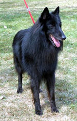 SparfelDeGardoensDeLHermine29.08.2005MH.JPG (91741 bytes)